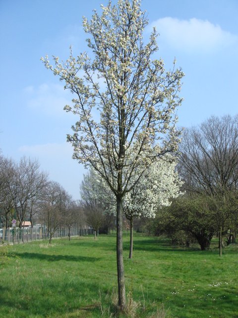Pyrus calleyriana 'Chanticleer'